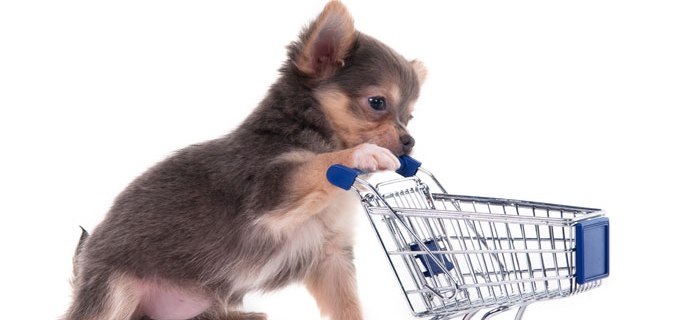 Tipps für alle die Hundefutter online bestellen wollen