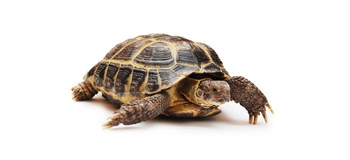 Tipps rund um die Landschildkröte, einem beliebten Haustier von Frauen