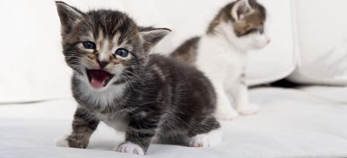 Katzen lieben Wärme, wir auch!